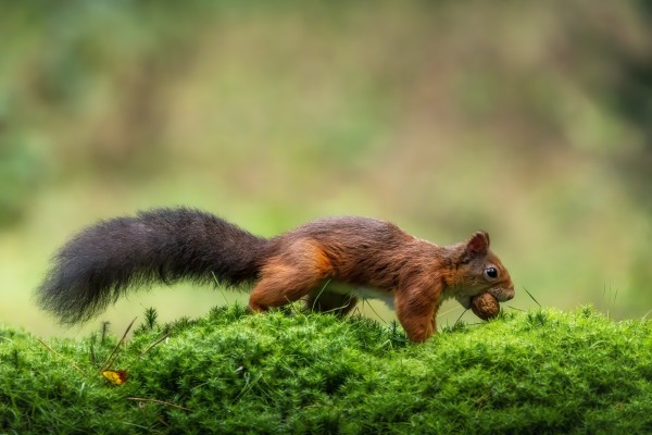  mg bewerkt7
