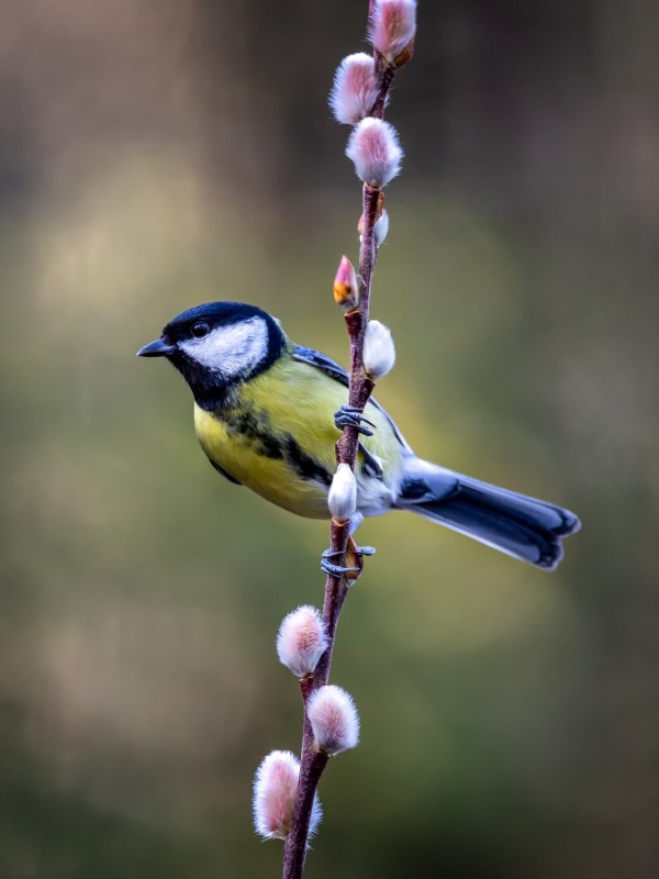 koolmees