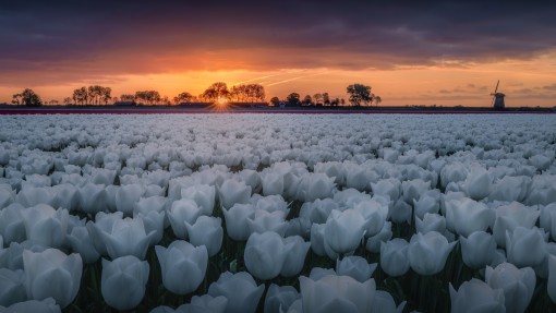tulpen