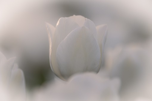tulpen