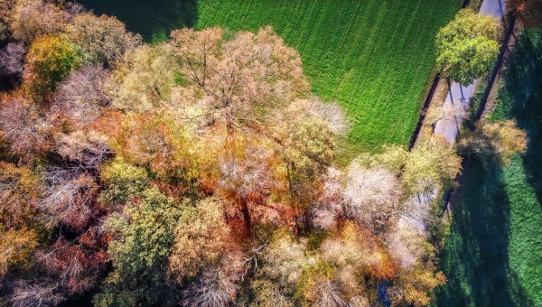 dji